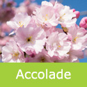 Bare Root Prunus Accolade Ornamental Cherry Tree, SMALL TREE + AWARD + PINK FLOWERS **FREE UK MAINLAND DELIVERY + FREE 100% TREE WARRANTY**